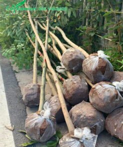 Cây Muồng Hoàng Yến đường kính bầu 40 - 45m chiều cao khoảng 4m