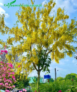 Mùa hoa Muồng Hoàng Yến cả cây được bao phủ bởi những dải hoa vàng