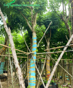 Cây cao hơn 4m, đường kính thân 15 - 18cm đo cách gốc 1m