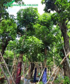 Vườn dâm ủ nguyên những cây hoa Muồng Hoàng Yến lớn