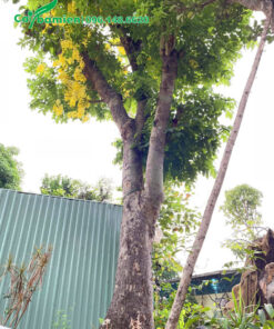 Hình ảnh cây hoa Muồng Hoàng Yến cổ thụ đường kính gốc trên 30cm