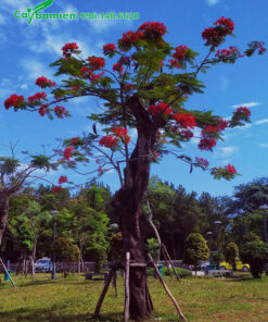 Phượng đỏ cổ thụ mới trồng trong công viên