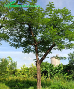 Cây phượng vĩ đường kính gốc 25cm