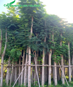 Dưỡng ủ cây thẳng đẹp, chiều cao 5 -6 m