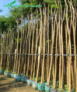 Cây tuyển chọn, thân thẳng đẹp, chiều cao khoảng 5m