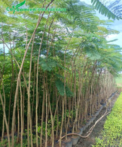 Cây hoa phượng đỏ chiều cao 2m, hàng nguyên bầu đẹp