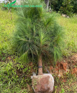 Cây thông 1m, đường kính gốc 5cm