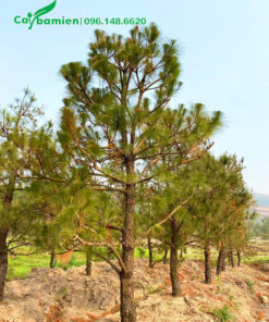 Cây Thông cao 3m đã dưỡng ủ kỹ