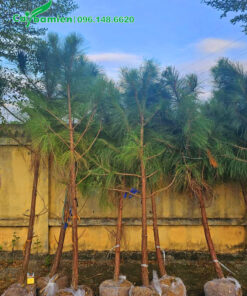 Tập kết cây tại công trình, để tiến hành thi công