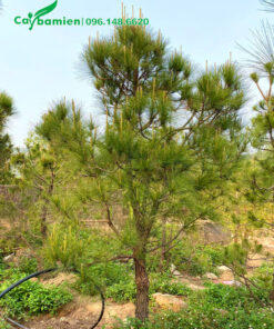Cây thông cảnh cao 2 - 3m