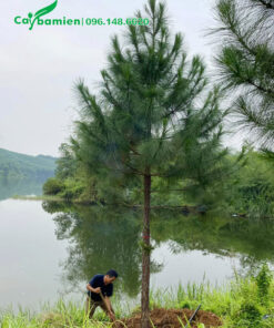 Bứng cây thông cổ thụ, chiều cao 5 - 6m