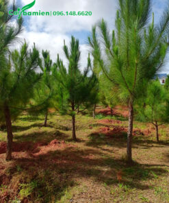 Cây thông 3m, hàng đánh thẳng tại vườn