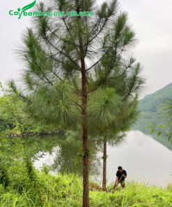 Thông công trình cao 6 - 7m