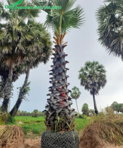 Vườn thốt nốt trưởng thành, có cả cây cổ thụ hàng chục năm tuổi