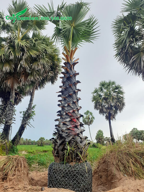 Vườn thốt nốt trưởng thành, có cả cây cổ thụ hàng chục năm tuổi