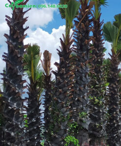 Cây cao 5m, đường kính gốc 80cm