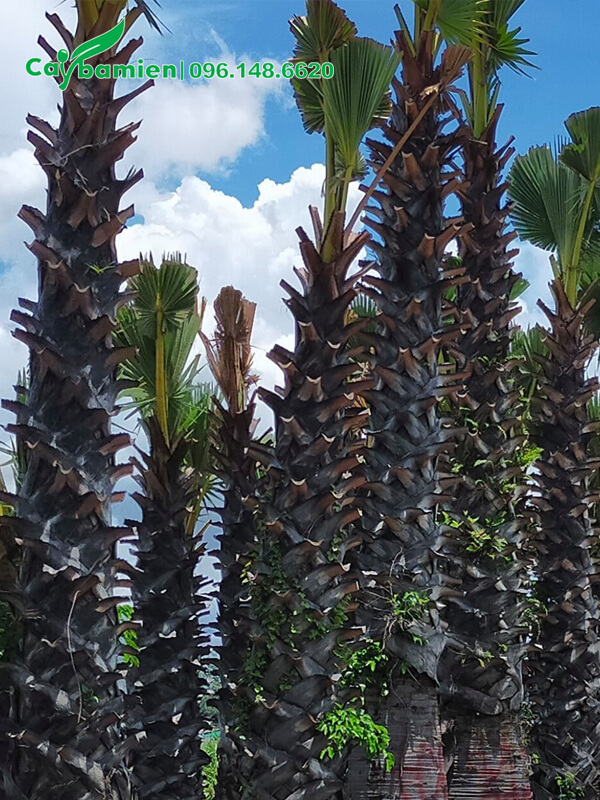 Cây cao 5m, đường kính gốc 80cm