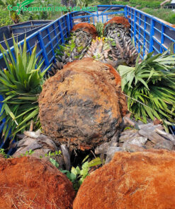 Cây xếp trên xe tải lớn, chuẩn bị đem trồng ở công trình