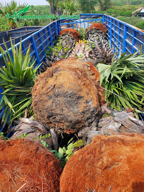 Cây xếp trên xe tải lớn, chuẩn bị đem trồng ở công trình