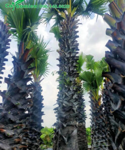 Các loại cây thốt nốt với nhiều chiều cao khác nhau trong vườn dâm ủ