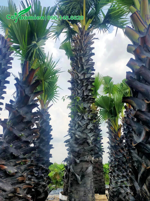 Các loại cây thốt nốt với nhiều chiều cao khác nhau trong vườn dâm ủ