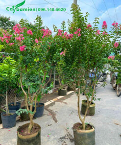 Cây giống Tường Vi thuần bầu