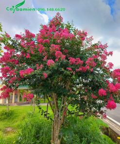 Cây cảnh Tường Vi đẹp