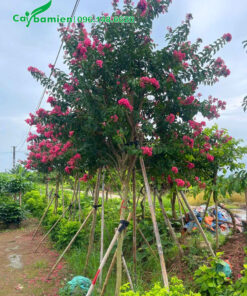 Vườn dưỡng cây Tường Vi cao 2m