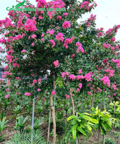 Cây Tường Vi cao 2m đường kính tán 1m