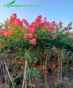 Những cây hoa Tường Vi thuần bầu