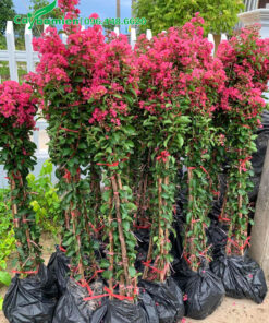 Những bó cây Tường Vi giống cao 1m