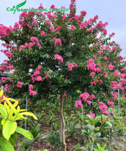 Cây Tường Vi tán tròn đường kính tán hơn 1m