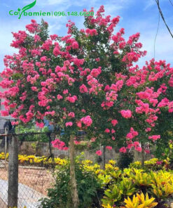 Cây Tường Vi nở nhiều hoa đẹp