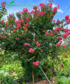 Tường Vi lâu năm hoa màu hồng phấn xinh đẹp