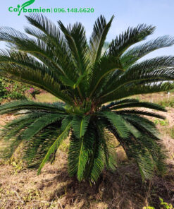 Vạn Tuế trồng nâu năm cao hơn 1m