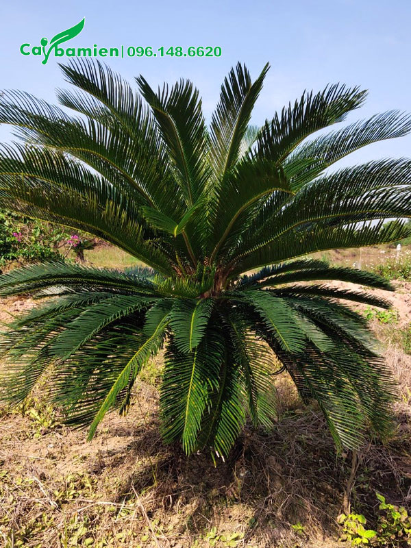 Vạn Tuế trồng nâu năm cao hơn 1m