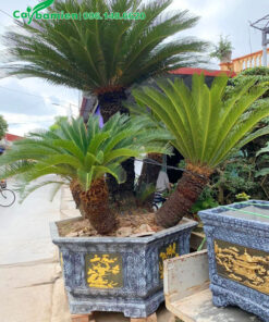 Chậu cây Vạn Tuế phong thủy 5 thân