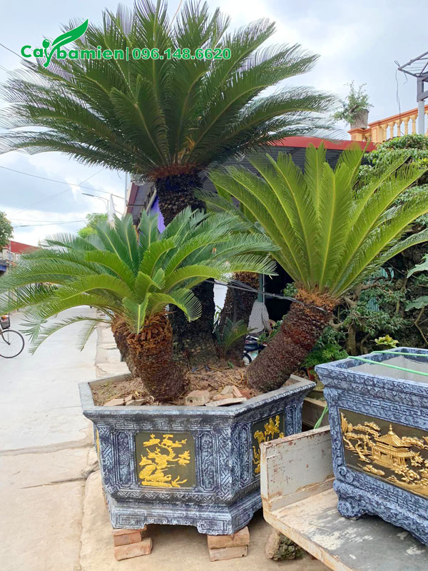 Chậu cây Vạn Tuế phong thủy 5 thân