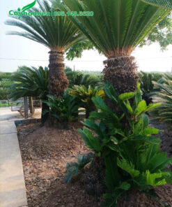 Cây con đang mọc đầy trên thân của cây vạn tuế cổ thụ