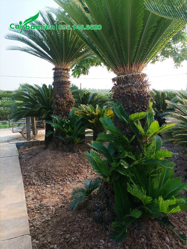 Cây con đang mọc đầy trên thân của cây vạn tuế cổ thụ