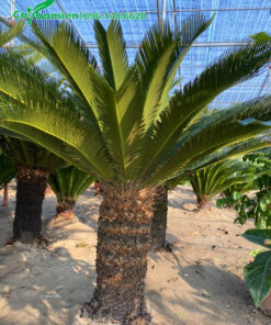 Khu vườn dâm ủ cây Bạn Tuế 20 năm tuổi