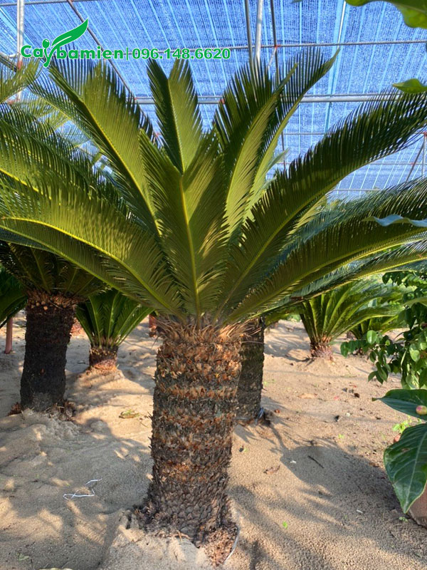 Khu vườn dâm ủ cây Bạn Tuế 20 năm tuổi