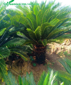 Cây Bạn Tuế lâu năm lộ thân 30cm, tán lá đẹp