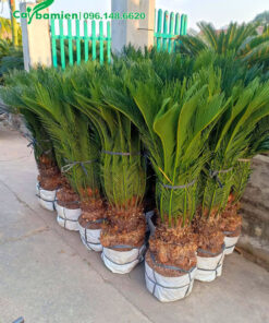 Bứng nóng 2 chục cây Vạn Tuế