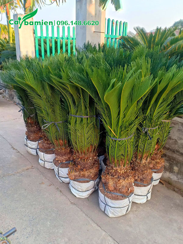 Bứng nóng 2 chục cây Vạn Tuế