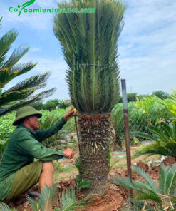 Đo chiều cao thân của cây Vạn Tuế lâu năm