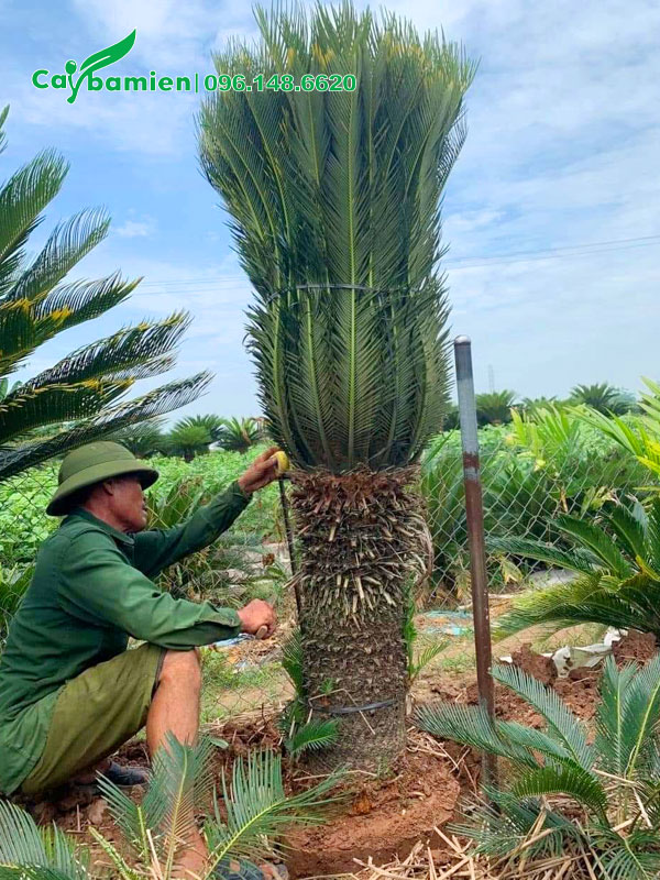 Đo chiều cao thân của cây Vạn Tuế lâu năm