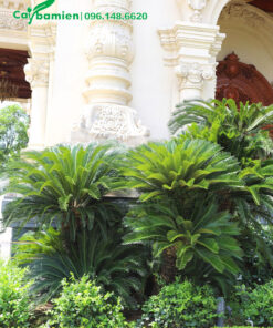 Bụi cây vạn tuế nhiều thân, chiều cao khoảng 2 - 2,5m