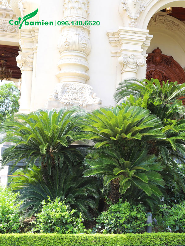 Bụi cây vạn tuế nhiều thân, chiều cao khoảng 2 - 2,5m