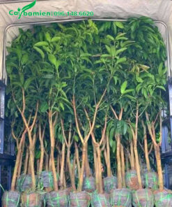 Xếp hàng trăm cây xoài giống cao hơn 1m lên xe tải